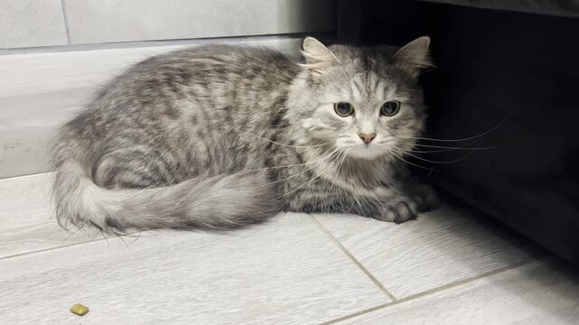 Gray cat hiding in a corner and hissing. A frightened cat hides in the corner of a room, pressed against the wall and displaying defensive behavior while hissing.