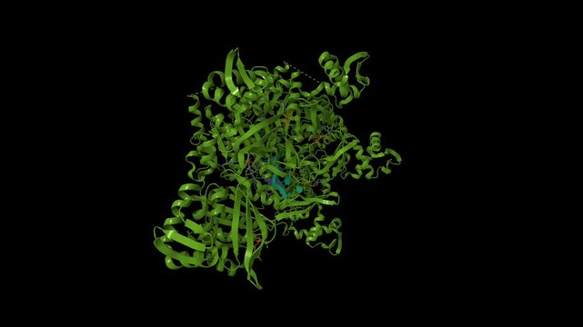 Structure of RecA of E. coli. Animated 3D cartoon and molecular surface models, chain id color scheme, pdb 3cmt, black background