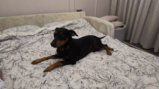 Black and tan miniature pinscher dog rests comfortably on messy bed with patterned sheets and pillows, looking alert.