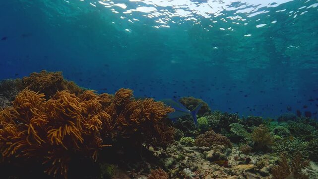 Vibrant bluefin trevally fish swimming over coral reef in clear ocean water at Komodo National Park, Indonesia