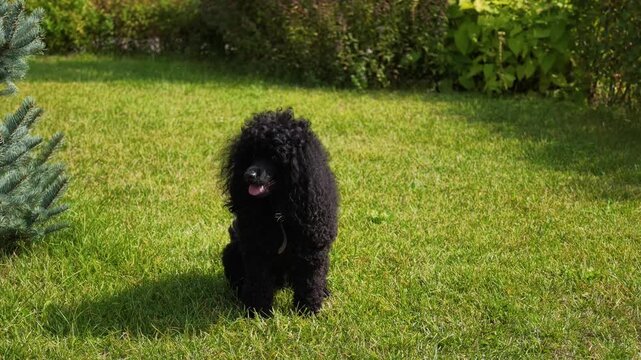Fluffy black poodle sits attentively on lush green lawn on sunny day, with its tongue slightly out and gentle smile.
