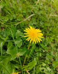 Bright yellow common dandelion (Taraxacum officinale) blooming as a widespread wildflower, featuring delicate yellow petals and a fresh green stem © LUNEORA ECLIPSE