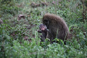 Mother olive baboon with her young infant in the grass in Serengeti National Park, Tanzania © Soogi