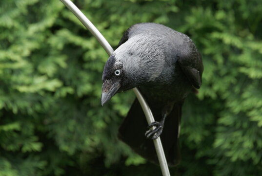 jackdaw in the garden