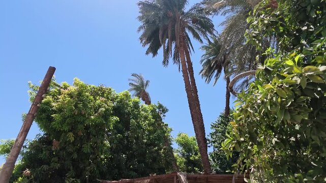Looking up through lush green foliage and tall palm trees towards clear blue sky on bright sunny day.