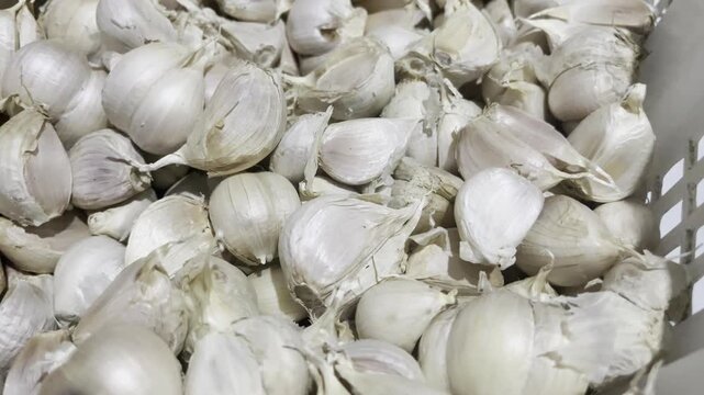 Fresh raw garlic bulbs pile close up food background