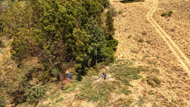 Aerial view of workers clearing invasive alien trees from African savannah grasslands as part of an environmental restoration project in Tzaneen, Limpopo, South Africa.