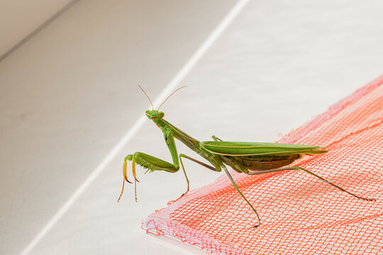 Female green praying mantis perched at the edge of orange plastic mesh, turning her head to the side with one spined foreleg lowered and folded wings along her back