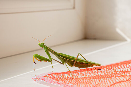 Female green praying mantis perched on orange plastic mesh, facing forward with folded forelegs and slender antennae against a softly out-of-focus window background