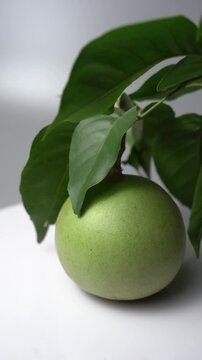Bael Fruit &ndash; Aegle Marmelos, Traditional Indian Wood Apple Fruit with Hard Shell, Aromatic Pulp, Natural Nutrition and Ayurvedic Heritage