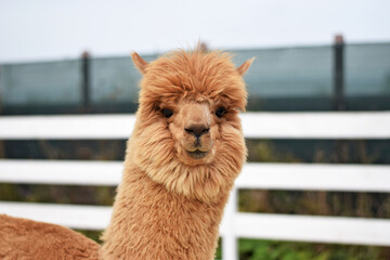 Obraz premium A brown alpaca with fluffy wool stands in an eco-farm petting zoo enclosure outdoors. Suitable for eco-tourism ads, educational projects, farm brochures, children’s books, and animal content.