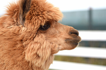 Obraz premium Close-up of a brown alpaca in an outdoor pen at a farm. Perfect for eco-tourism promotions, travel brochures, educational publishing, farm events, children’s books, and animal care marketing.