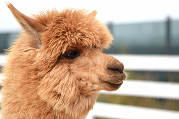 Obraz premium Profile of a brown alpaca with fluffy wool in an outdoor enclosure on a farm. Great for eco-tourism ads, farm tourism brochures, children’s books, educational projects, and animal-related content.