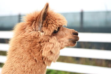 Obraz premium Side profile of a brown alpaca with fluffy wool in a farm enclosure. Great for eco-tourism ads, farm brochures, children’s books, educational content, and sustainable agriculture projects.