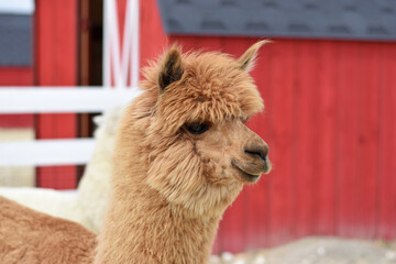 Obraz premium A brown alpaca stands in an open enclosure of a petting zoo with a red barn in the background. for children’s books, advertising petting zoos, farm tourism, and animal-related products.