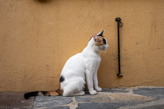 de profil 