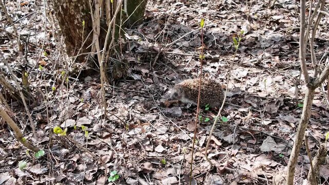 A European hedgehog walks slowly across dry fallen leaves on the forest floor in daylight.