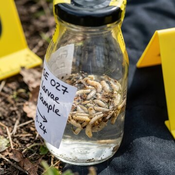 Forensic Evidence Jar with Larvae Sample and Yellow Crime Scene Markers Outdoors