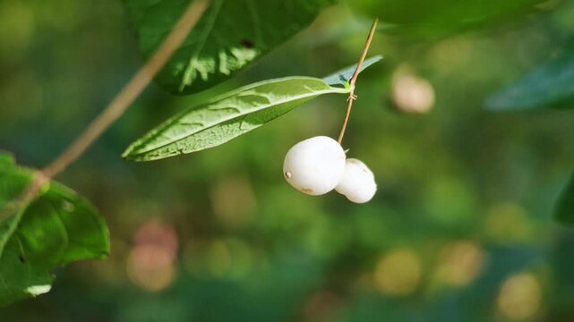 Two white snowberry fruits hang from a thin branch against a soft blurred green background.
