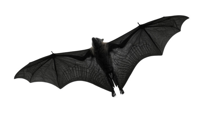 Dark grey bat with wide spread wings, isolated on transparent background