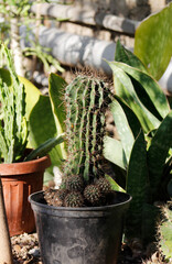 large potted cactus with offshoots   © laykamars