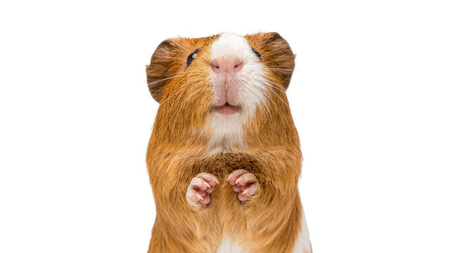 Curious brown and white guinea pig standing on hind legs, isolated on transparent background