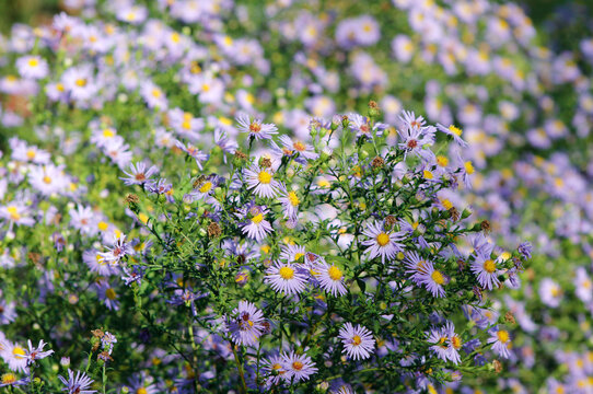 beautiful small purple aster flowers
