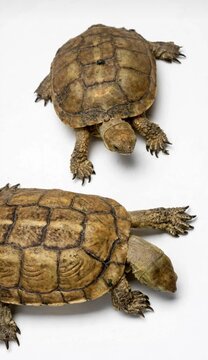 Two Greek tortoises top view isolated on clean white background
