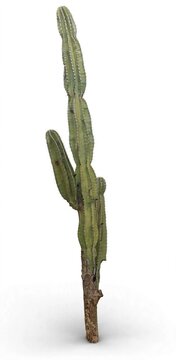 Tall green columnar cactus isolated on clean white background

