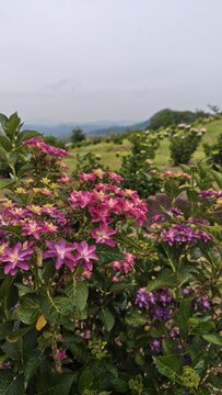 丘の上のあじさい