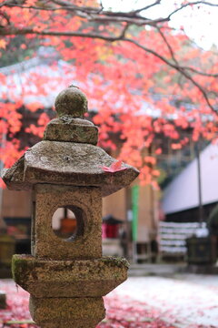お寺の石灯籠と紅葉