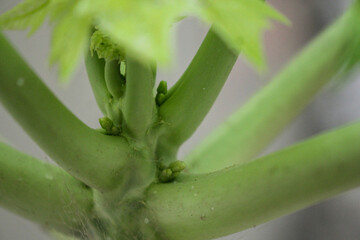 Vibrant green papaya plant stem featuring delicate young buds and lush leaves during daytime growth © Rehman