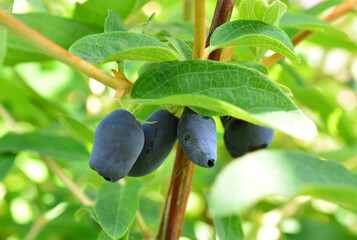Blue Haskap Berries Growing on Branch in Garden, close up © Irina