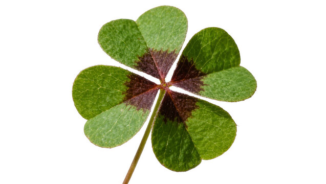 Four leaf clover with dark green markings, isolated on transparent background