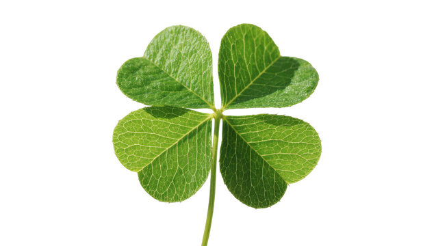 Four-leaf clover with vibrant green leaves and visible veins, isolated on transparent background