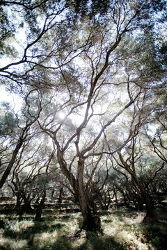 Ancient olive grove with old gnarled olive trees in Corfu Greece