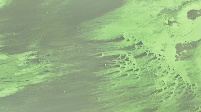 toxic blue-green algae on lough neagh northern ireland