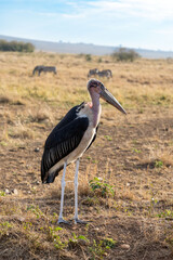 Fototapeta premium Marabou stork, Leptoptilos crumenifer, side profile. This large wading bird is endemic to sub-saharan Africa and is seen here in the Masai Mara National park, Kenya. Zebras grazing in the background.