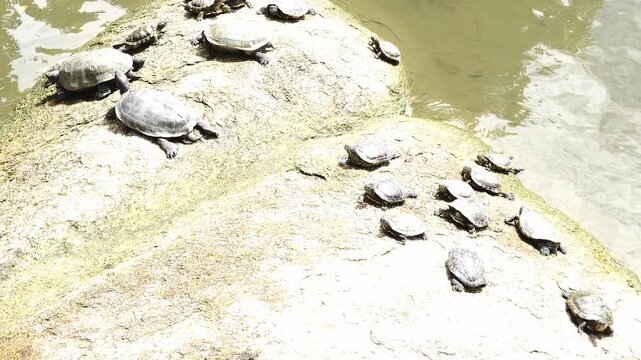 A large group of turtles bask on a sun-drenched rock beside rippling water