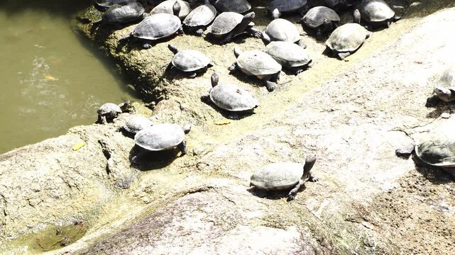 Numerous turtles basking on sunlit rocks by a murky pond, exhibiting various sizes and shell patterns in a natural outdoor environment
