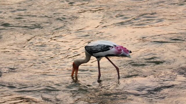 Painted Stork Wading in River Water for Food, Exotic Wild Bird Foraging in Shallow Stream, Beautiful Large Asiatic Waterbird Searching for Fish in Nature, Wildlife Stock Footage