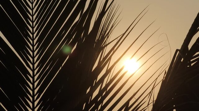 Sun peeking through silhouette of coconut palm fronds at sunset, tropical beach resort breeze, golden hour summer vacation background