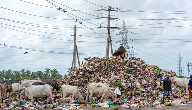 View of cows scavenging for food at a large waste dump with power lines and a person standing nearby in India.