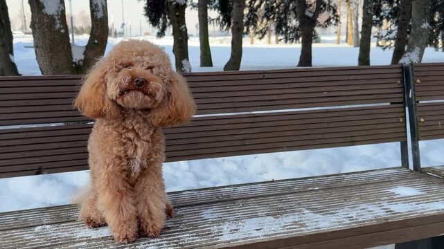 Apricot poodle pausing upright on snow-dusted park bench during middle of winter walk sequence