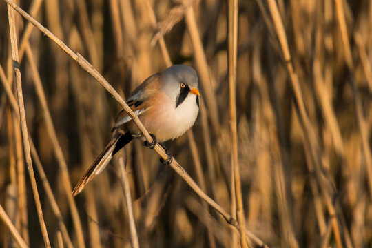 Bearded Tit, Bearded Reedling, Panurus biarmicus
