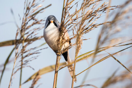 Bearded Tit, Bearded Reedling, Panurus biarmicus