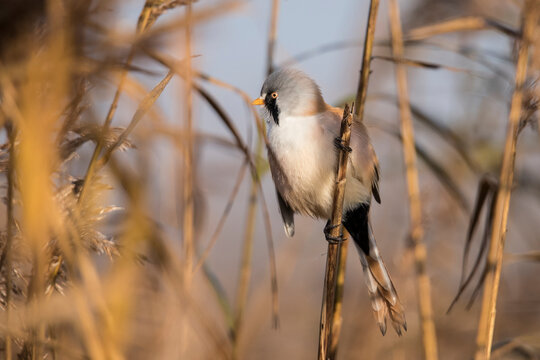 Bearded Tit, Bearded Reedling, Panurus biarmicus