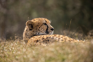 Cheetah, Acinonyx jubatus © Gert Hilbink