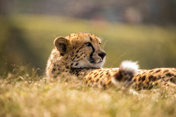 Cheetah, Acinonyx jubatus © Gert Hilbink