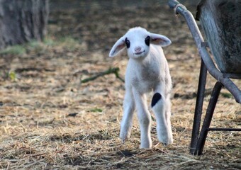 baby goat on a farm © DoraBora